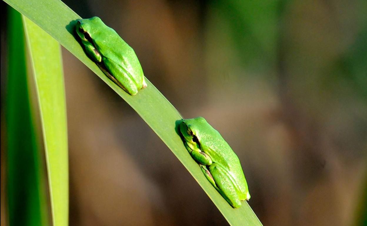 Dos ranitas del sureste, Hyla meridionalis fotografiados en la Charca de Suárez de Motril 