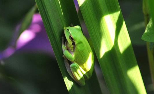 Hyla meridionalis macho en pleno canto 