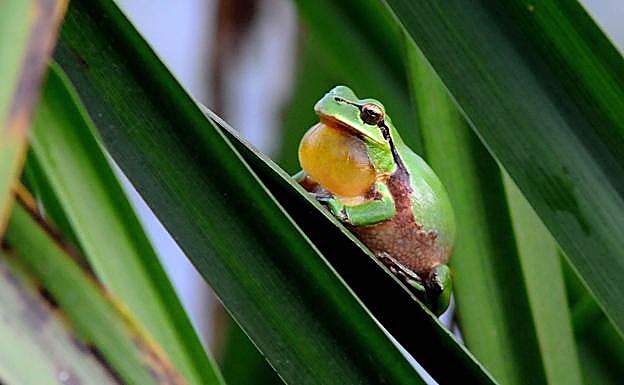 Vídeo. Escucha el canto de Hyla meridionalis