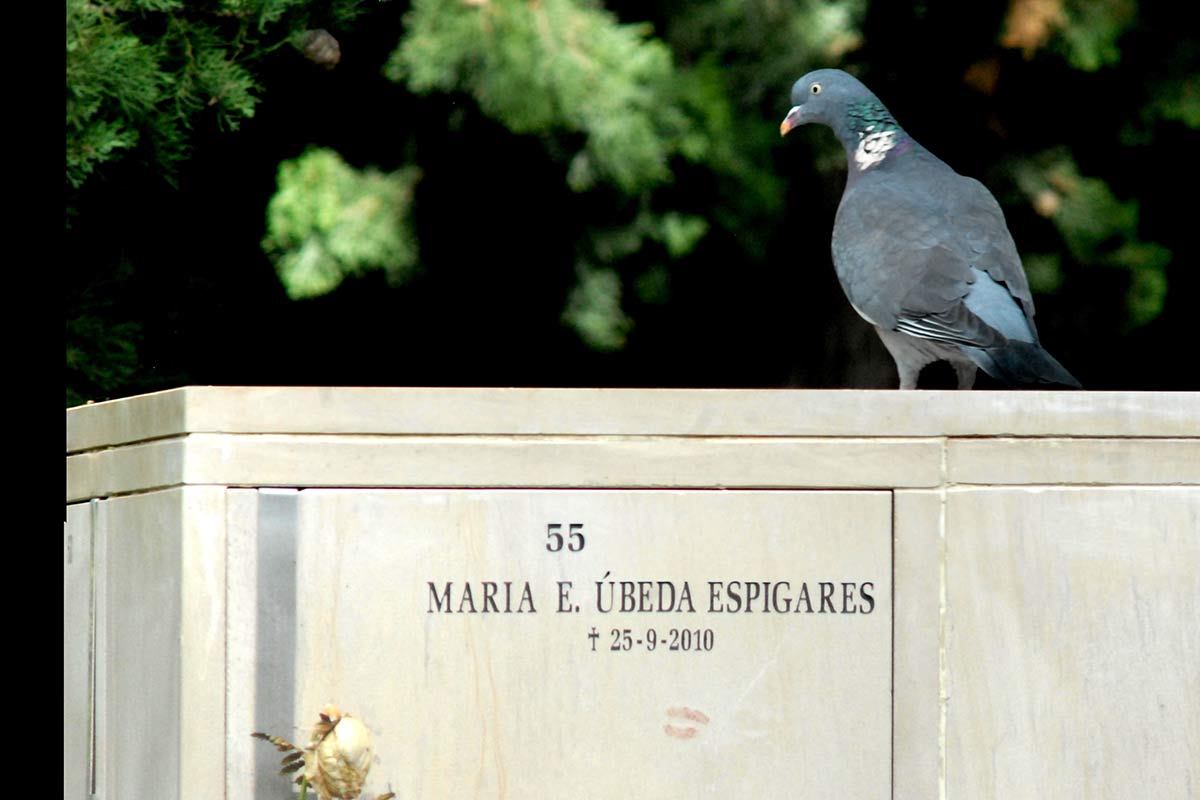 Una paloma torcaz otea su entorno sobre los nichos para urnas funerarias.