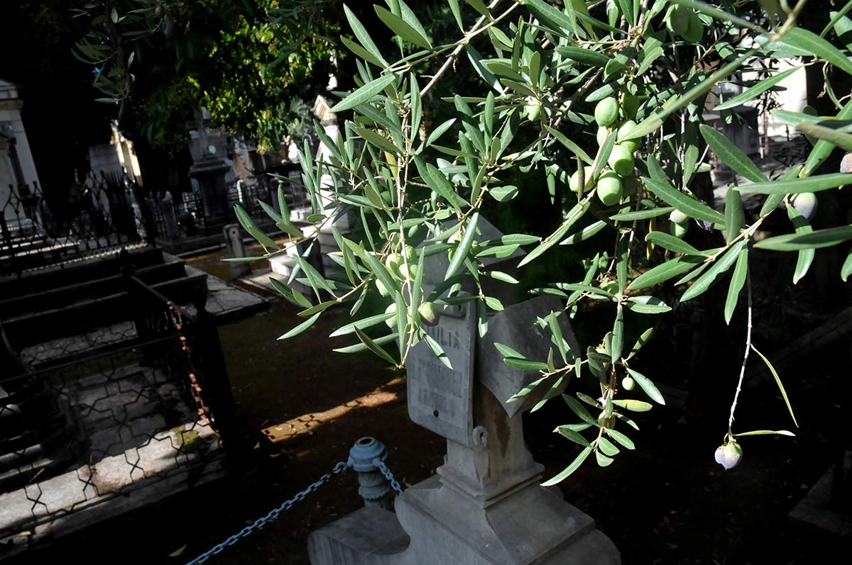 Los olivos han encontrado un hábitat perfecto para crecer entre los paseos del cementerio histórico 