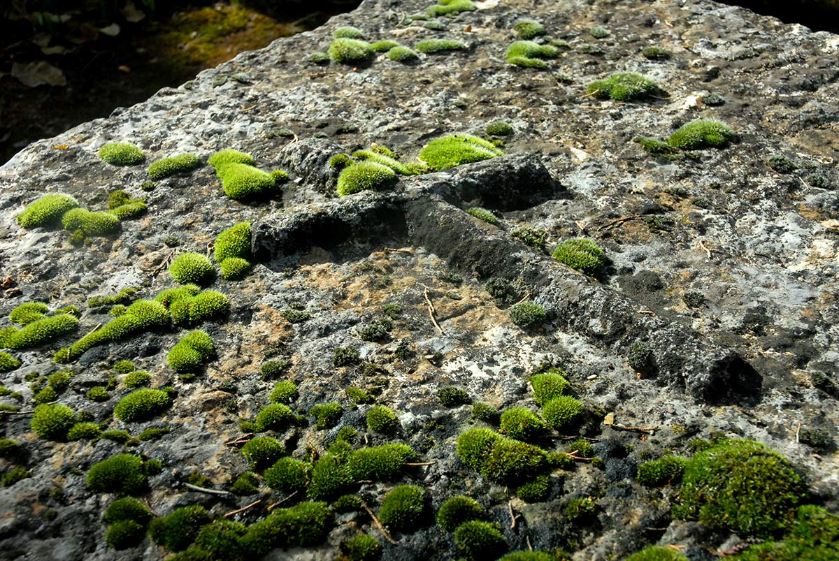 Los musgos y líquenes aprovechan el sustrato calcáreo de las viejas lápidas.