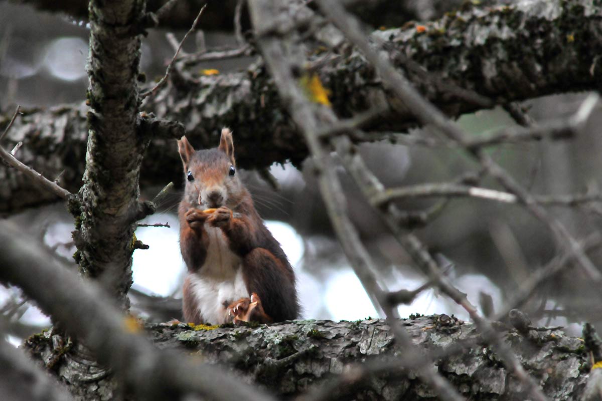 Una ardilla en el enramado de uno de los grandes árboles del cementerio. 