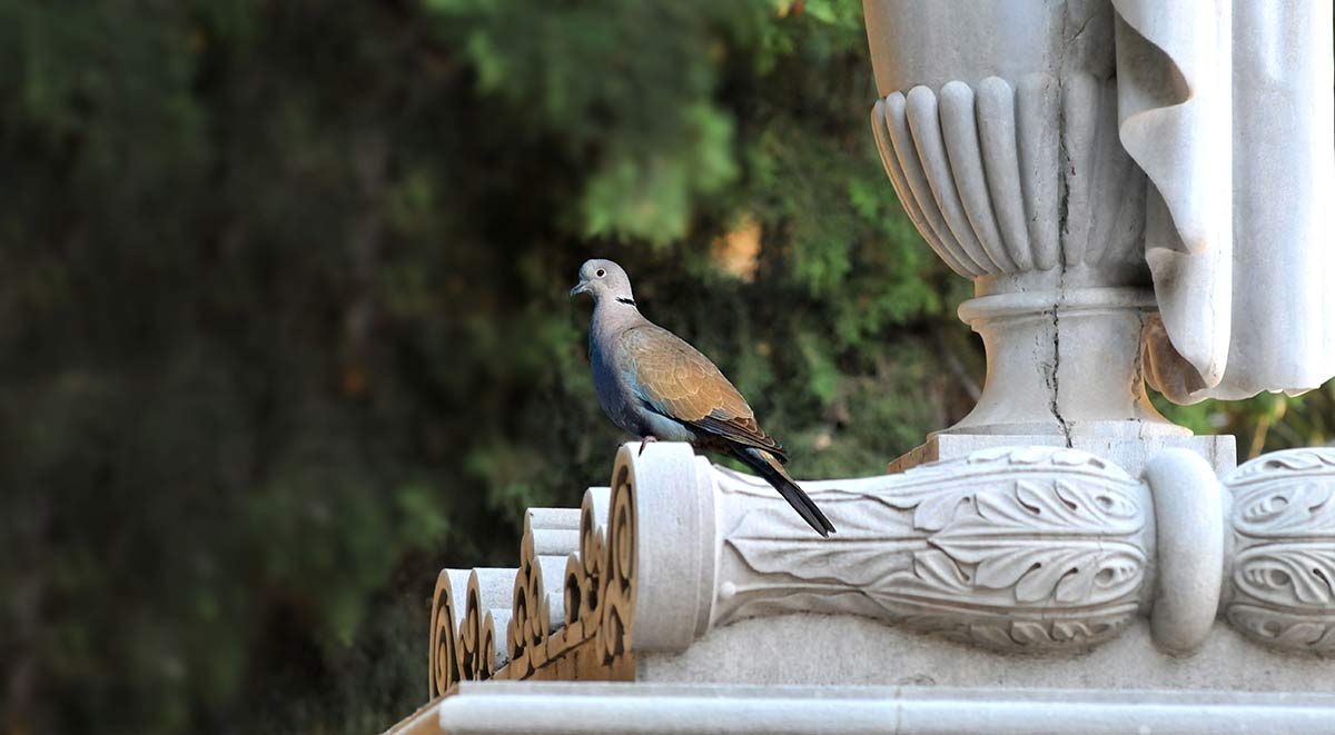Una tórtola turca en los adornos superiores de un mausoleo del cementerio de San José de Granada 