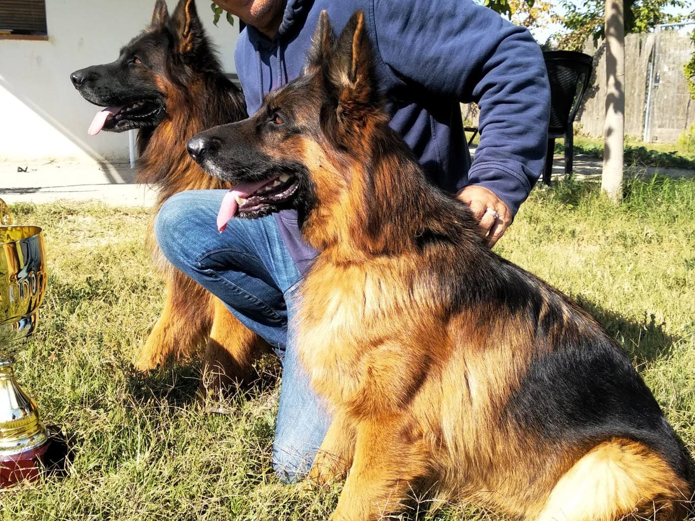 Mary de Sagasta, criada en Cúllar Vega, vencedora del Campeonato Mundial de Pastores Alemanes