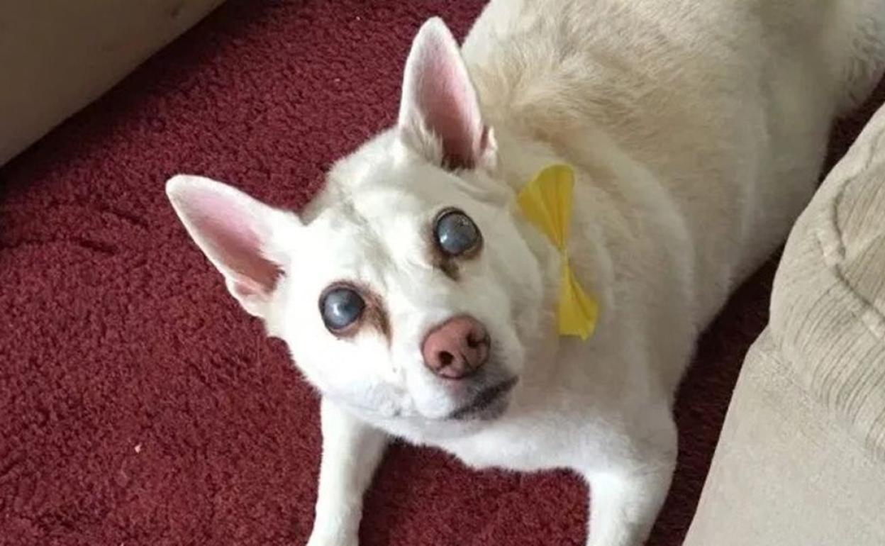 Suzy, una perra se queda ciega por estrés ante los fuegos artificiales: su dueña inicia una campaña para prohibirlos