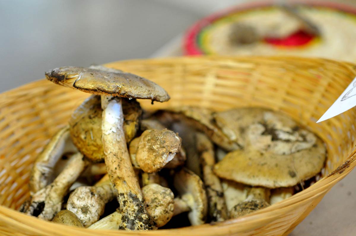 TÓXICA. Anmanita phalloides. Crece en robledales, pinares, castañares y es la especie más tóxica de las que crecen en Granada.