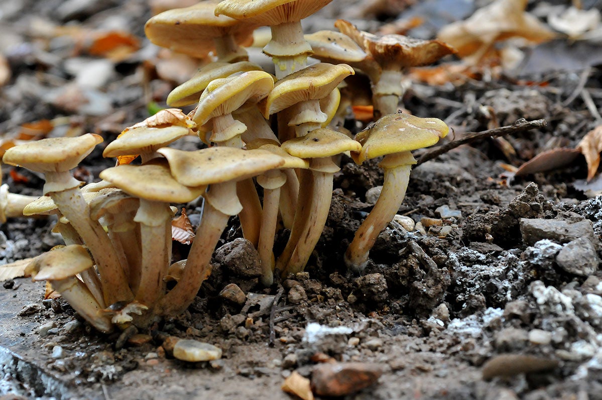 TÓXICA. Seta de mimbre. En bosques umbríos, Armillaria mellea, es tóxica en ejemplares adultos