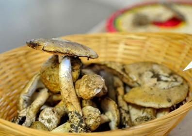 Imagen secundaria 1 - Níscalos, Lactarius deliosus, la seta comestible más buscada; La más peligrosa, llega a ser mortal, Anmanita phalloide; Colonia de Hypoloma fasciculare, muy tóxica. 