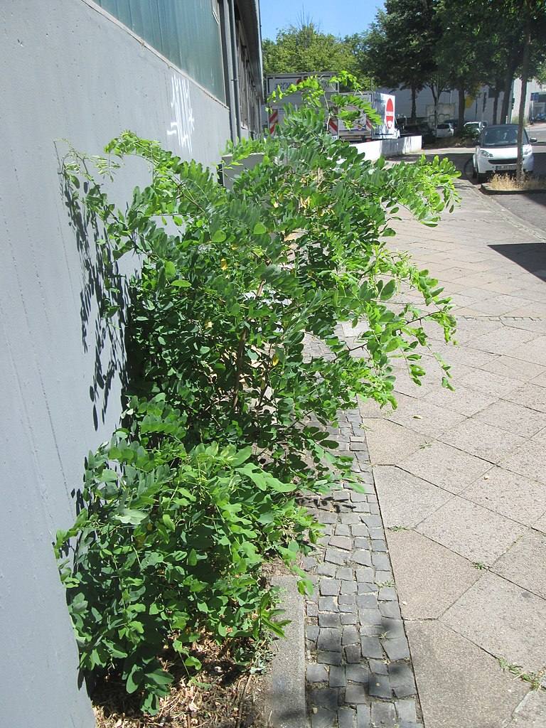 Robinia pseudoacacia (Falsa acacia)