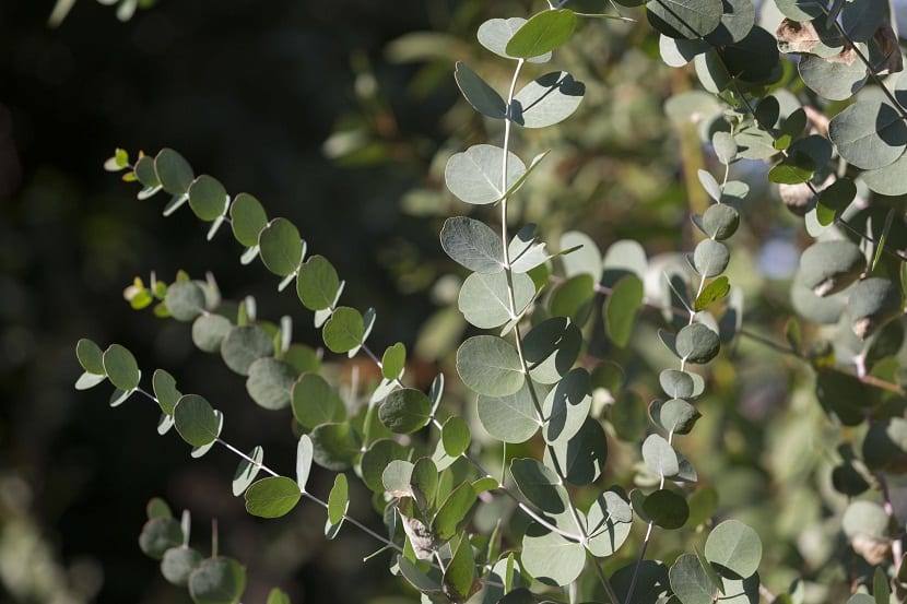 Eucalyptus globulus 