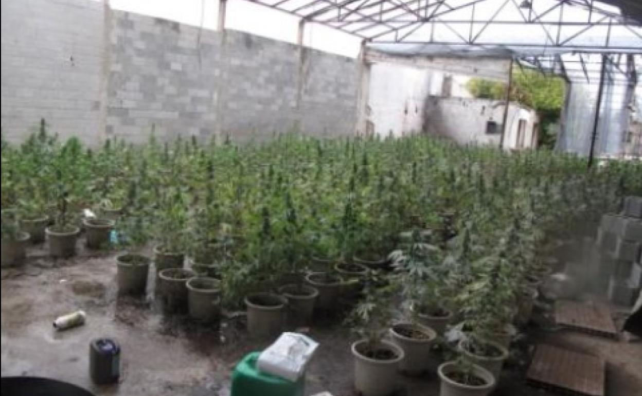Plantas de marihuana descubiertas en la provincia. 
