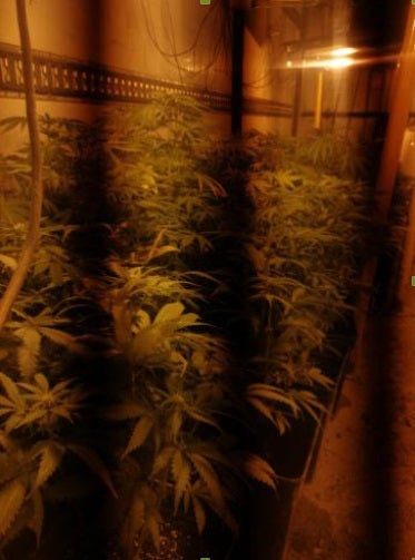 Encontrar una plantación en un zulo en mitad de un barranco de muy difícil acceso es la primera vez que ocurre en la provincia de Granada.