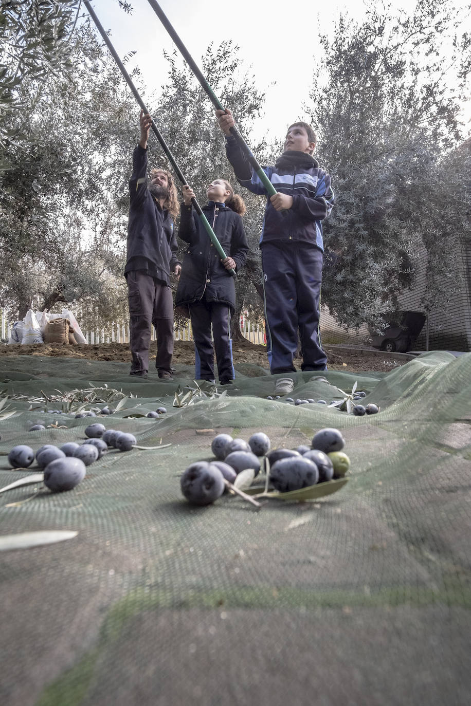 El colegio Caja de Ahorros de Granada participa en la Jornada de Recogida de Aceituna, donde se resaltó la importancia del cultivo para la salud y la sociedad