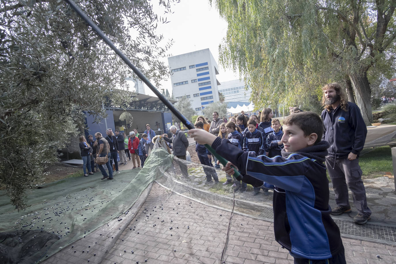 El colegio Caja de Ahorros de Granada participa en la Jornada de Recogida de Aceituna, donde se resaltó la importancia del cultivo para la salud y la sociedad