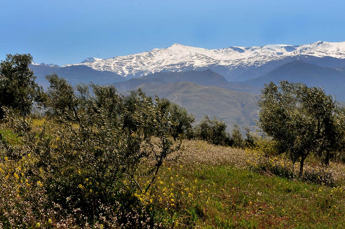 Sierra Nevada sobre la Dehesa del Generalife, en la vuelta del mirador 