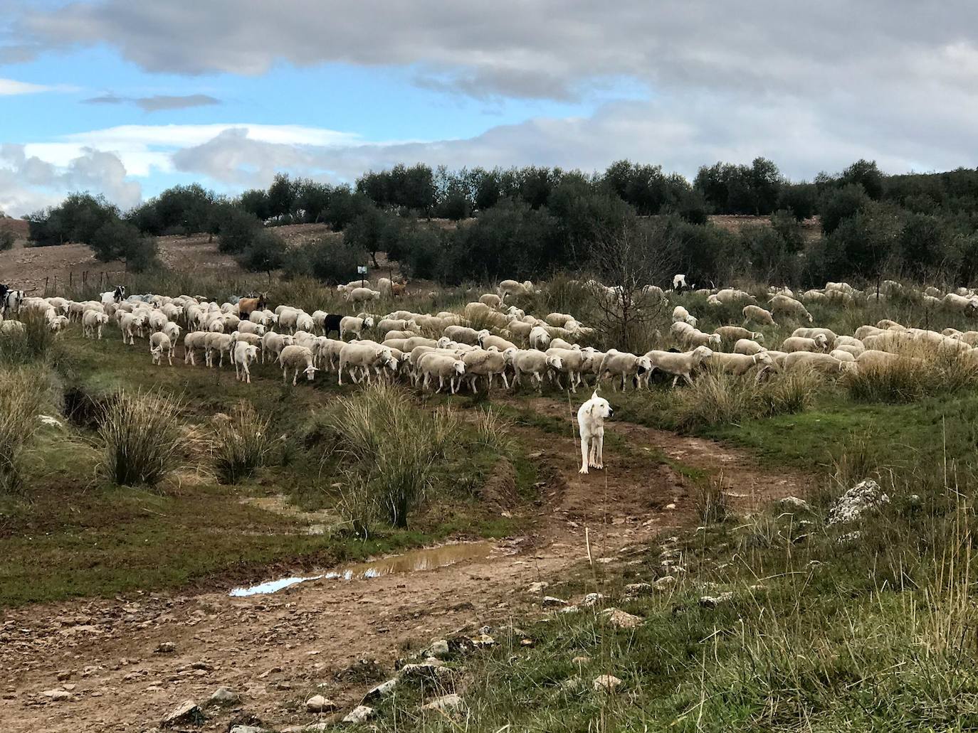 Los jóvenes jienenses escuchan las enseñanzas de los pastores