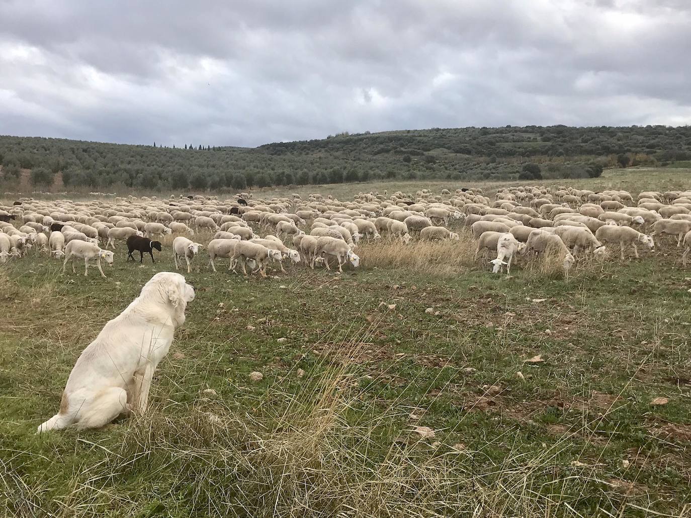 Los jóvenes jienenses escuchan las enseñanzas de los pastores