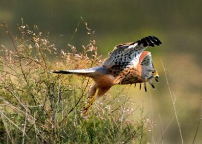 Imagen secundaria 1 - Vista de la Alhambra desde el acceso al mirador; Cernícalo, Falco tinnunculus; senderistas ascienden al mirador 