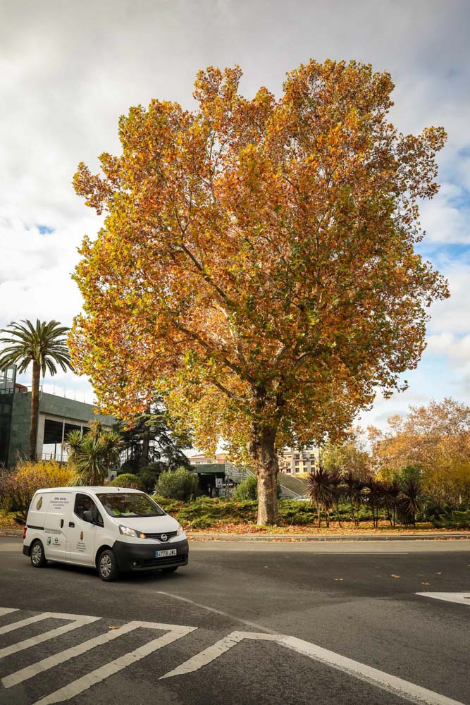 La capital nazarí ofrece paisajes bellos y penetrantes en la estación otoñal | La Alhambra, el centro... todos los rincones ofrecen hermosas estampas