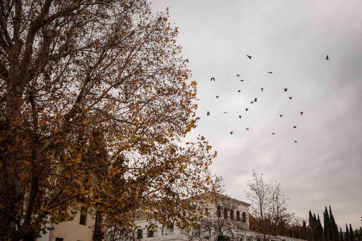 La capital nazarí ofrece paisajes bellos y penetrantes en la estación otoñal | La Alhambra, el centro... todos los rincones ofrecen hermosas estampas