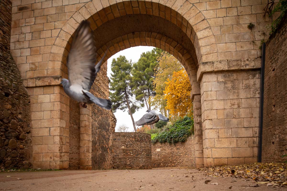 La capital nazarí ofrece paisajes bellos y penetrantes en la estación otoñal | La Alhambra, el centro... todos los rincones ofrecen hermosas estampas