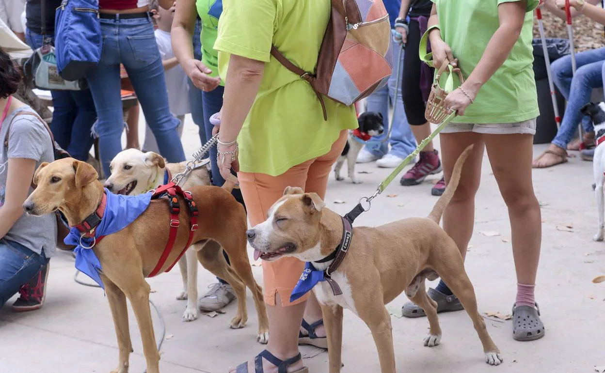 El objetivo es recaudar fondos para el cuidado de los animales