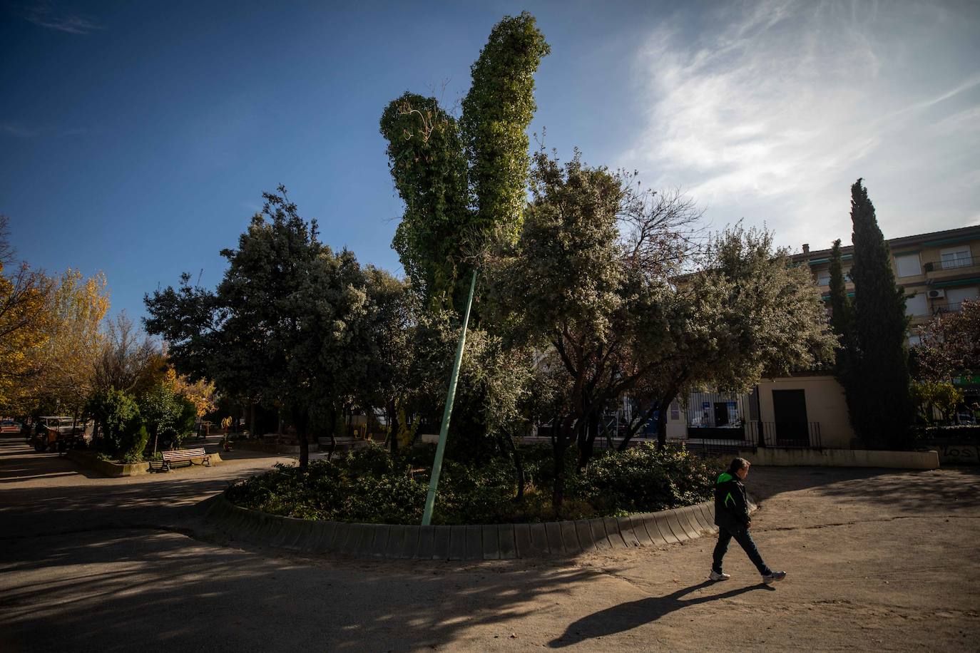 La encina de la Huerta Grande, que dio cobijo a Falla, se mantiene erguida gracias a unos postes.