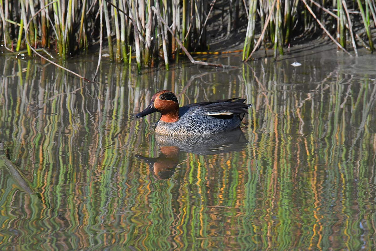 Un macho de cerceta común en la laguna del Álamo 