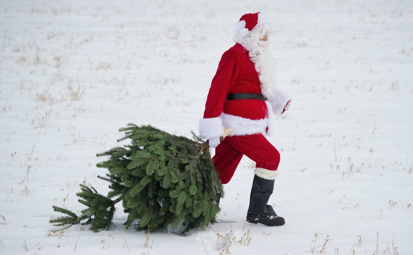 Santa Claus arrastra un abeto por la nieve, en Mellensee (Alemania).