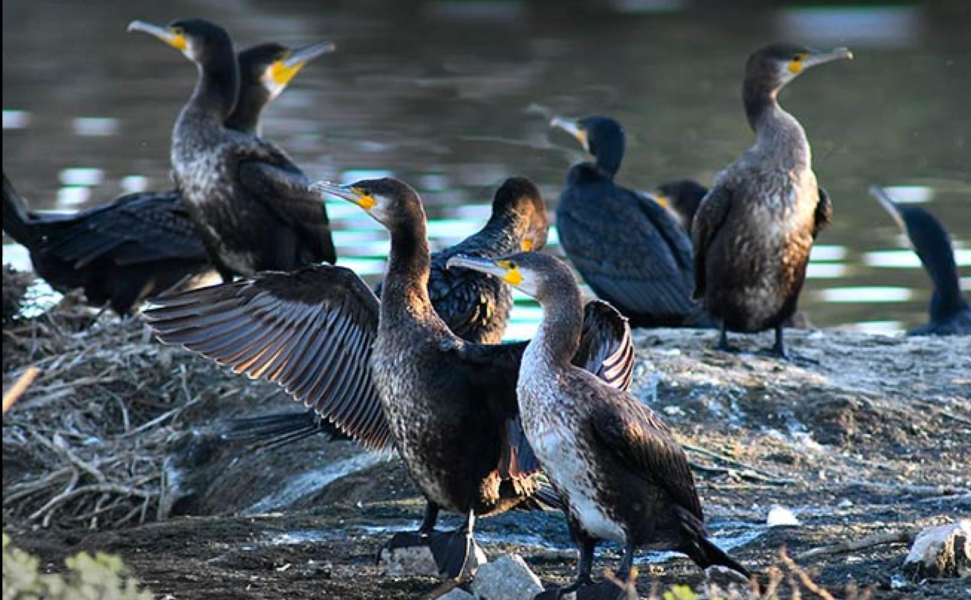 Un grupo de cormoranes espera la llegada de la noche en la isleta de la laguna de las Aneas 