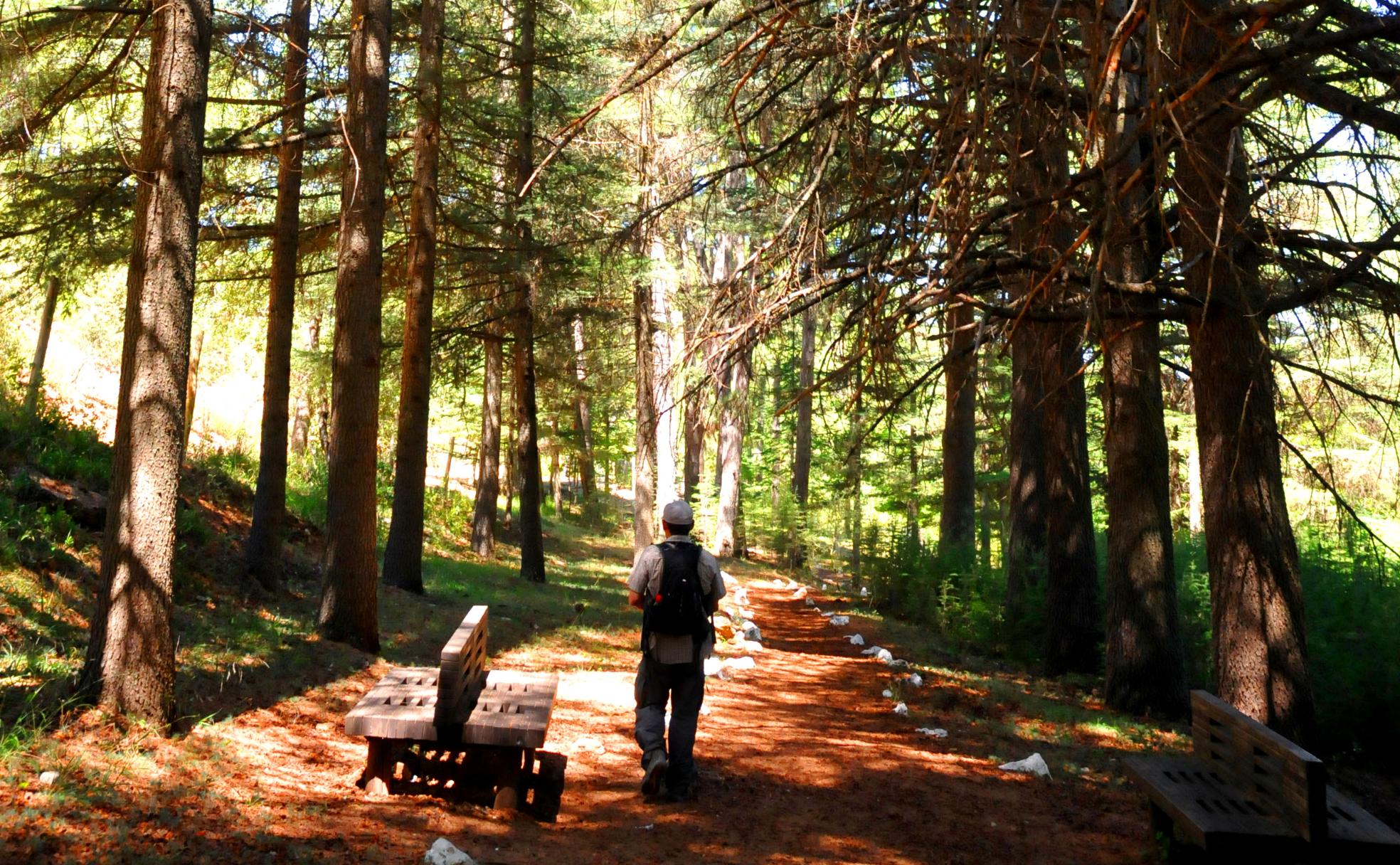 Paseo bajo el bosque de cedros del Atlas 