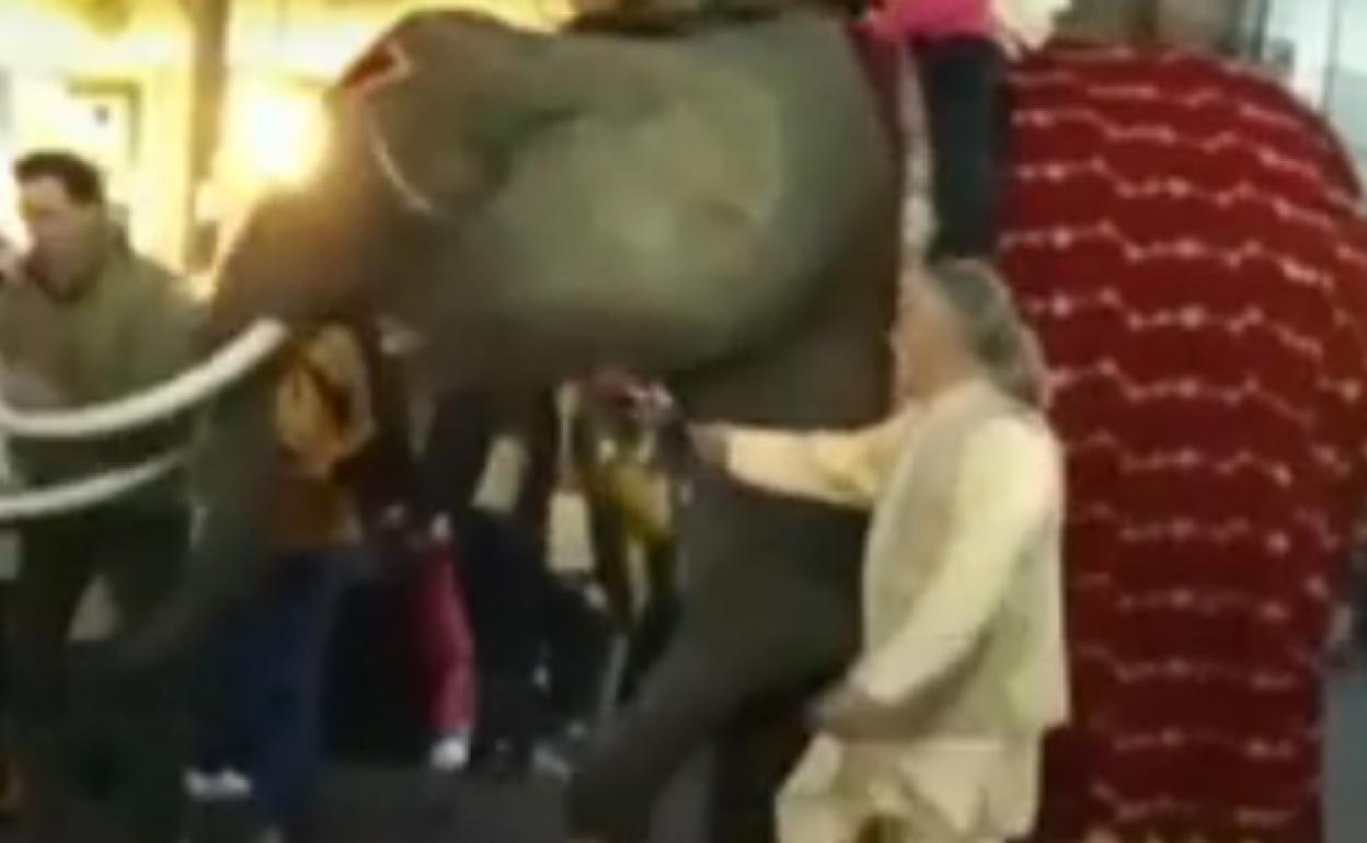 Cabalgata de Reyes | El alcalde de un pueblo recibe un 'cornazo' de un elefante