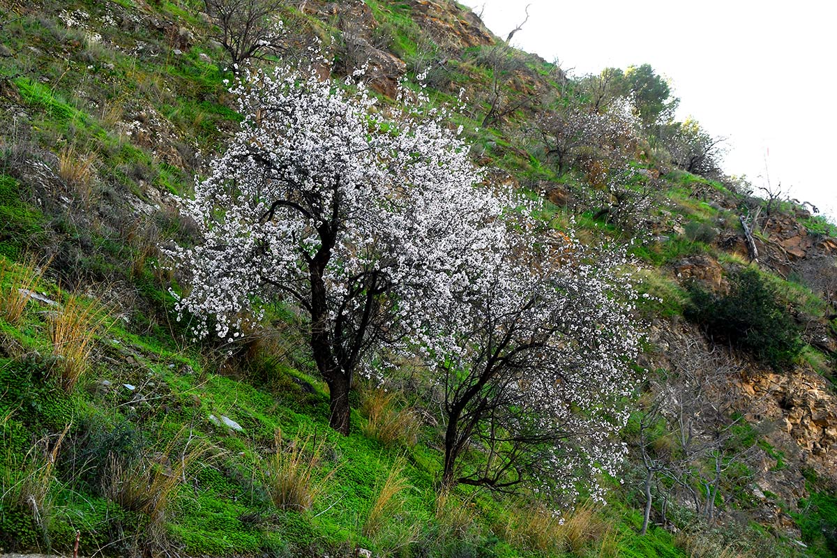 Almendros en flor 