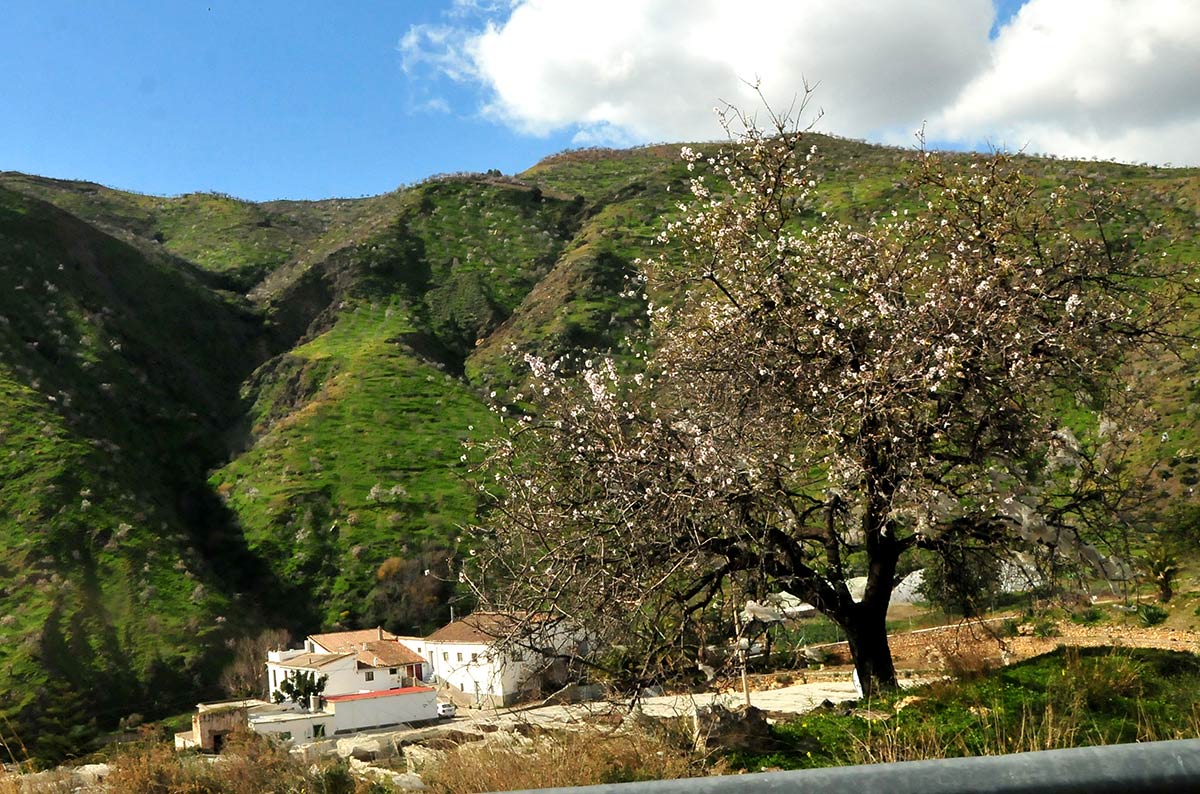 Almendrales del Cerro del Gato, en Albuñol