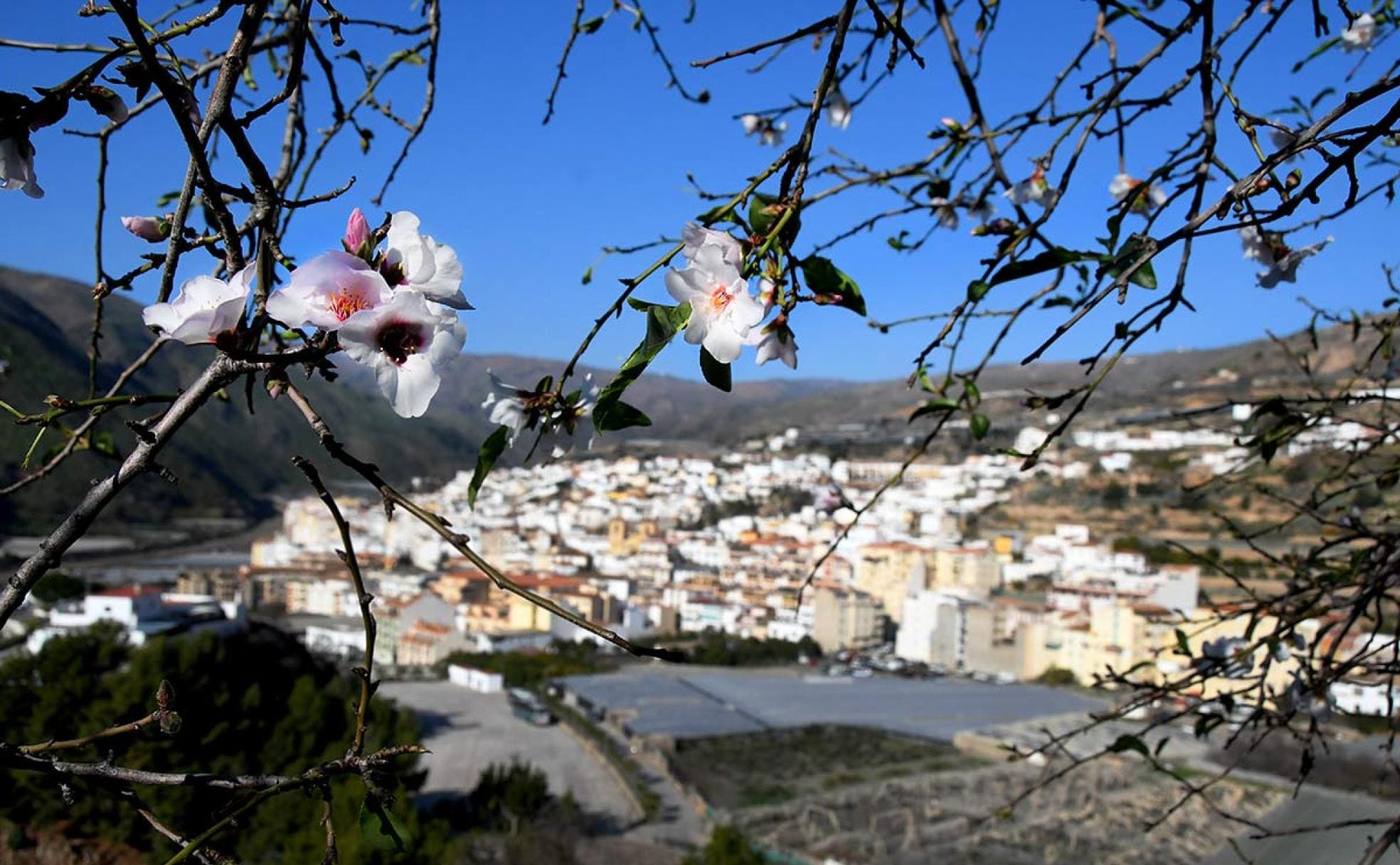 Primeros paseos entre los almendros en flor de Granada | Ideal