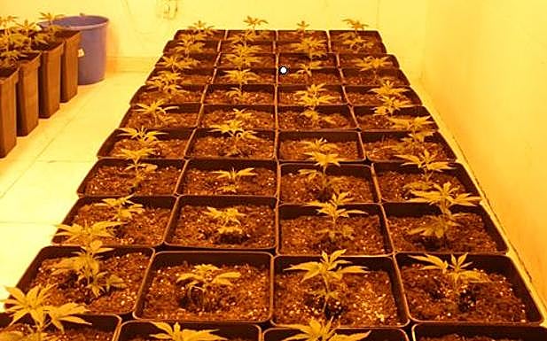 Tres detenidos en Granada en las operaciones 'Trueque' y 'Bartolo' contra la marihuana