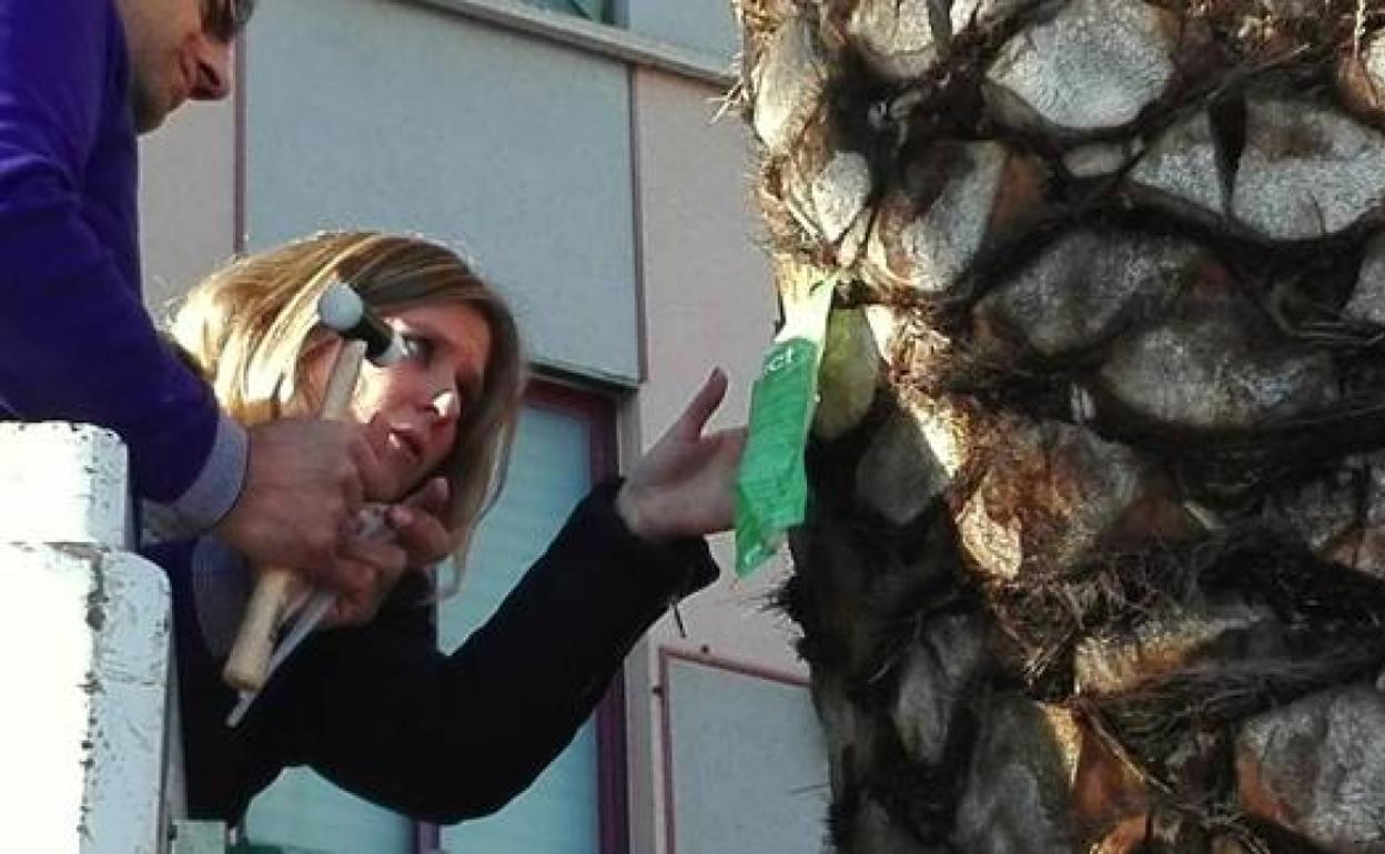 En Úbeda también han sufrido las conseciencias de este insecto.