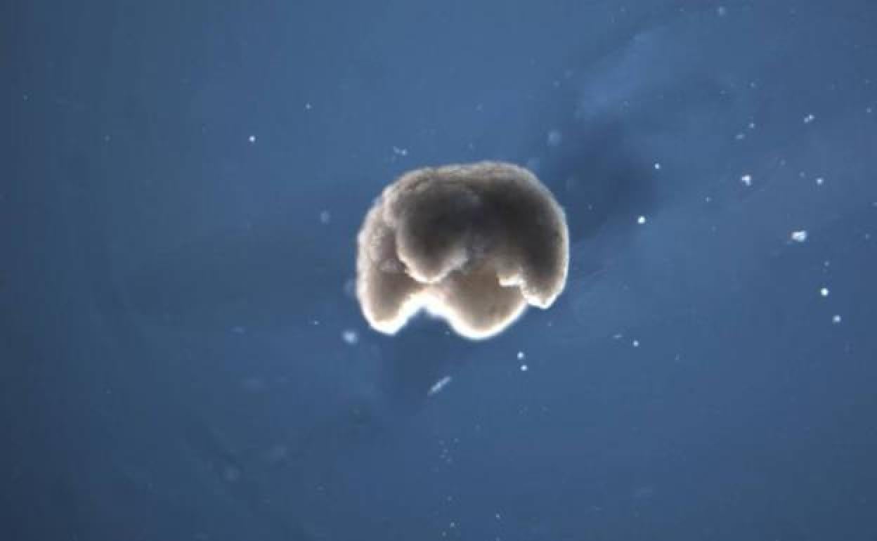 Los diseñadores de estos 'xenobots' señalan que tienen aplciaciones en el suministro de medicamentos o la recogida de microplásticos en los océanos. 