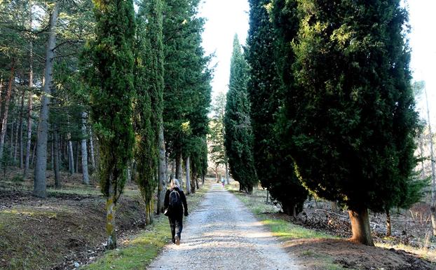 Imagen principal - Camino que parte de la casa forestal de los Peñoncillos, bordeado de cipreses y pinares; la alberca de Bolones, recientemente limpiada y recuperado su entorno, donde se reproducen diversas especies de anfibios; una de las secuoyas gigantes 