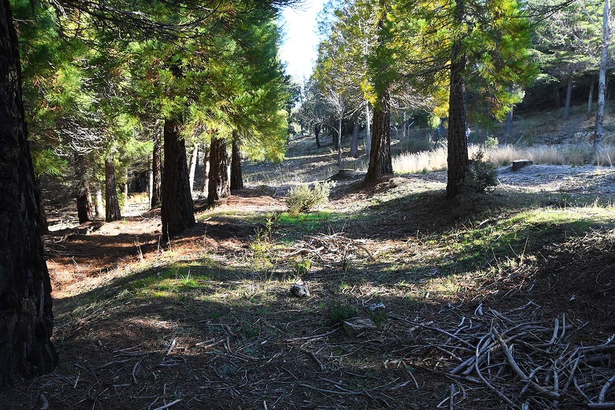 Secuoyas gigantes de Bolones, en la Sierra de Huétor 