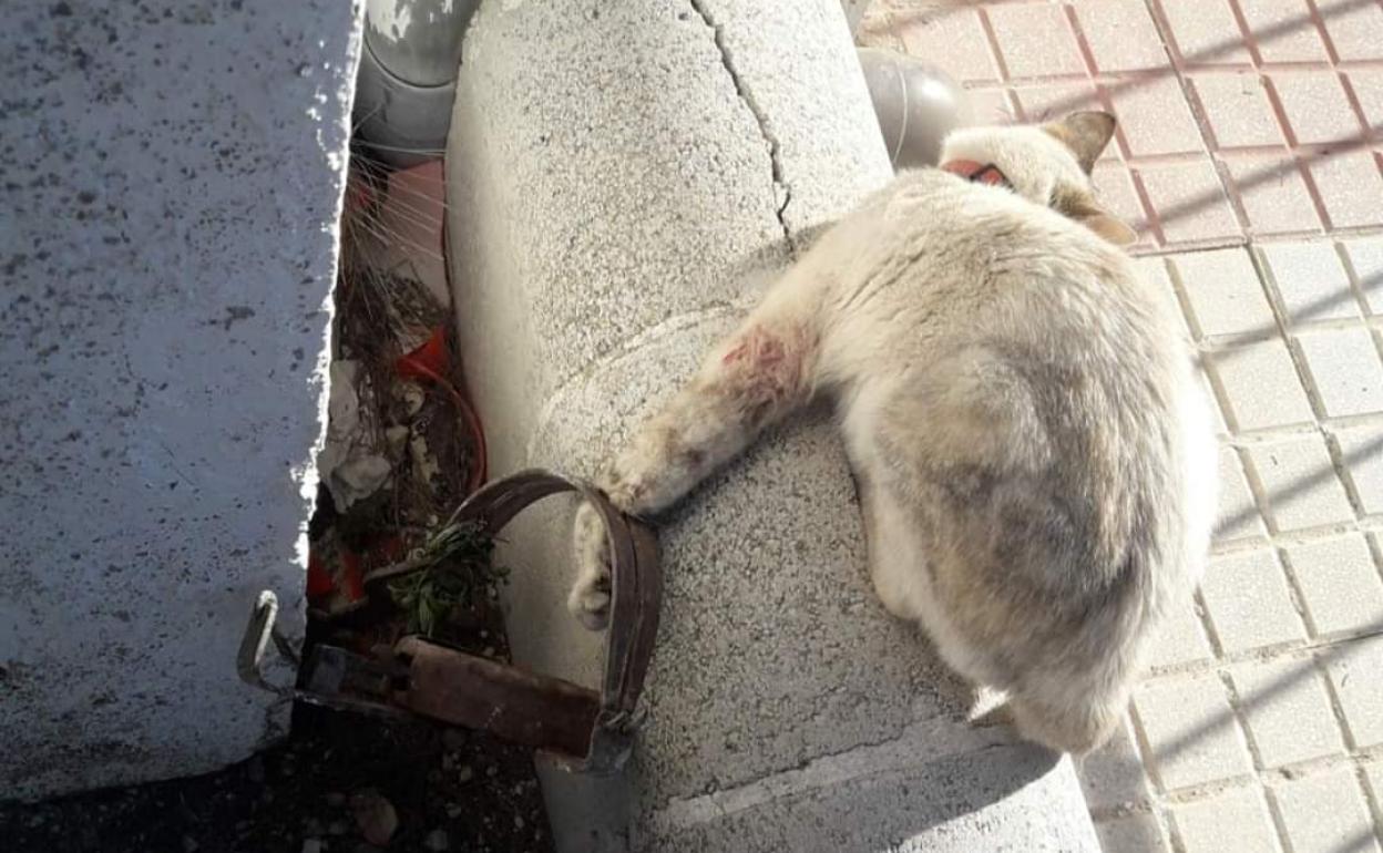 La gata quedó atrapada en una de sus patas.