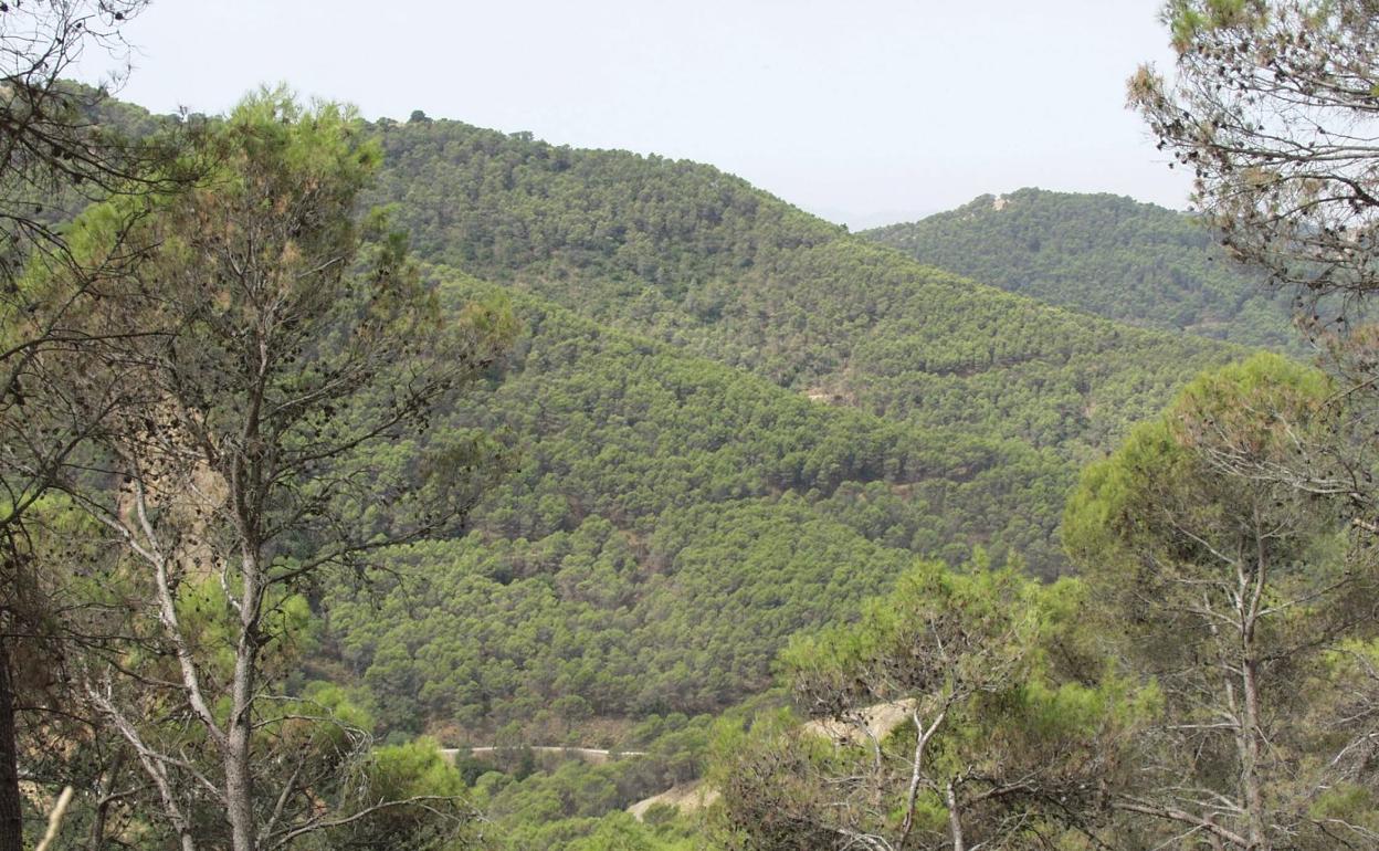 Uno de los espacios forestales con los que cuenta Andalucía y que será objeto de mejora y ampliación con el nuevo plan de la Junta.