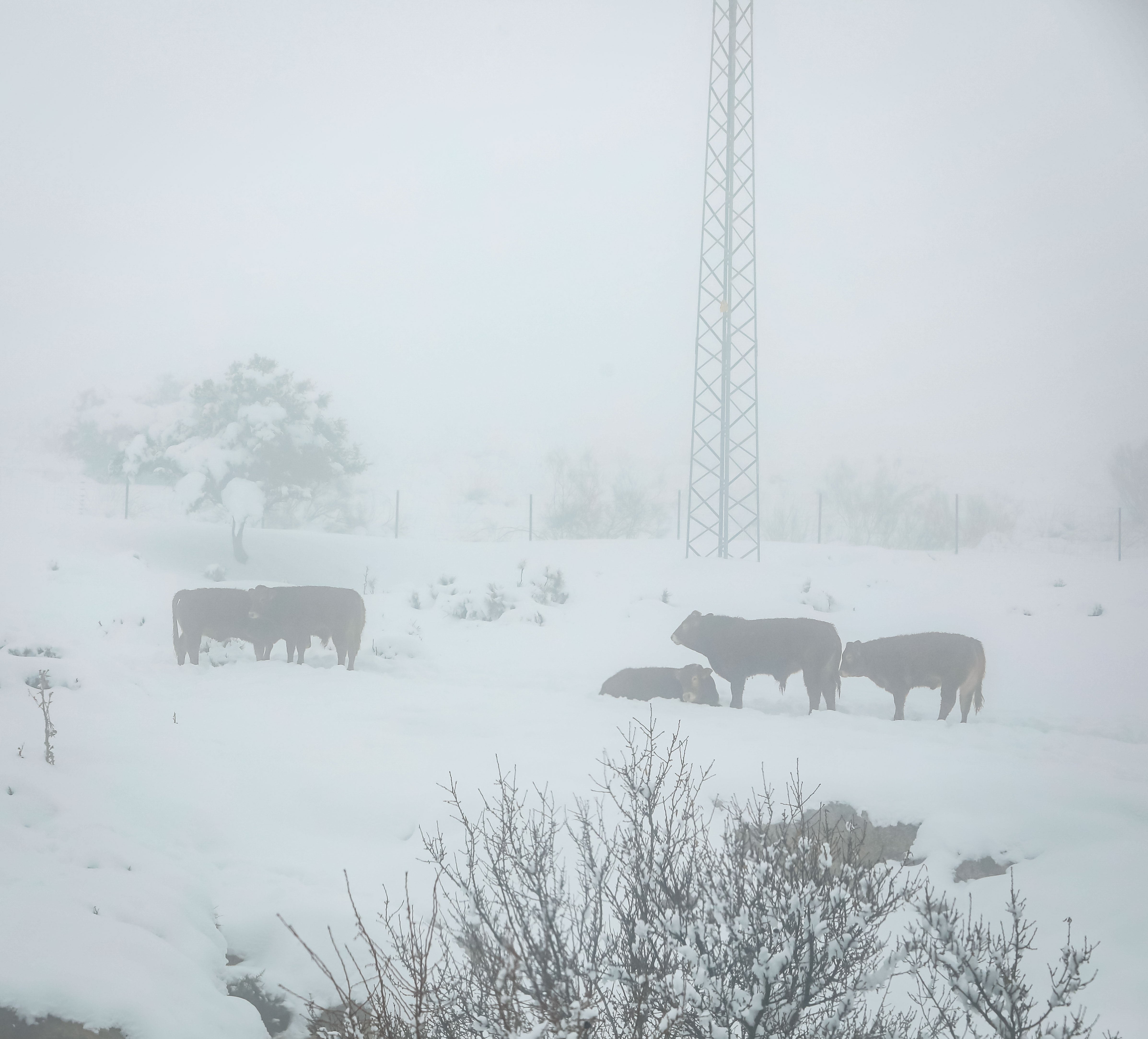 Son los propios vecinos los que arriman el hombro para abrir senderos en los muros de nieve,que ha dejado estampas para el recuerdo