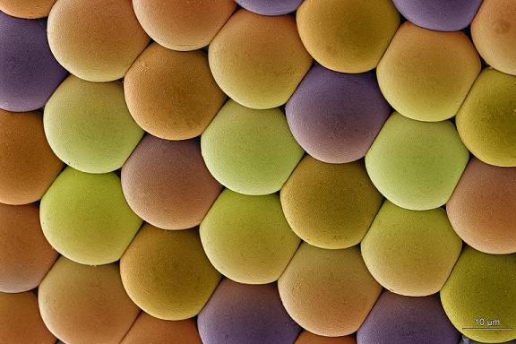 Candy: esta foto, aunque pueda parecerlo, lejos de ser un conjunto de deliciosos caramelos, nos muestra el detalle de un grupo de unidades fotoreceptoras u omatidios de los miles que forman los grandes ojos compuestos de los mosquitos