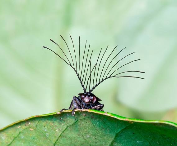 Antenas y feromonas: la selección natural ha dotado a las luciérnagas macho del género Ethra como la de esta imagen, fotografiada en el bosque atlántico en el estado de Rio de Janeiro, Brasil, con una herramienta para maximizar sus posibilidades de encontrar pareja