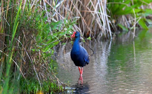 Calamón común, la gallina púrpura logra salir del peligro de extinción en la Charca de Suárez.