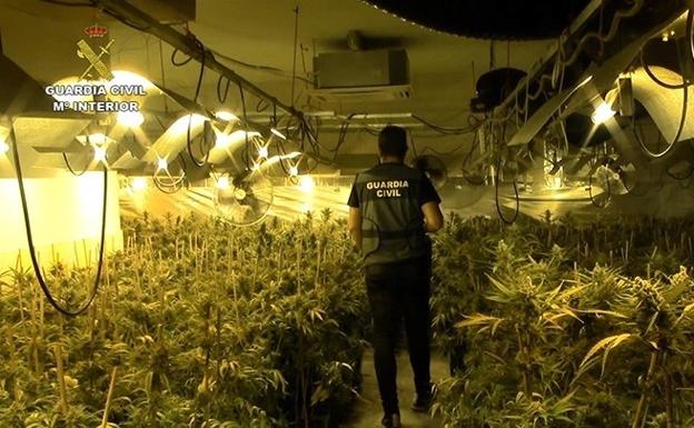 Descubren 485 plantas de marihuana y dos pistolas táser en una casa de Alhendín