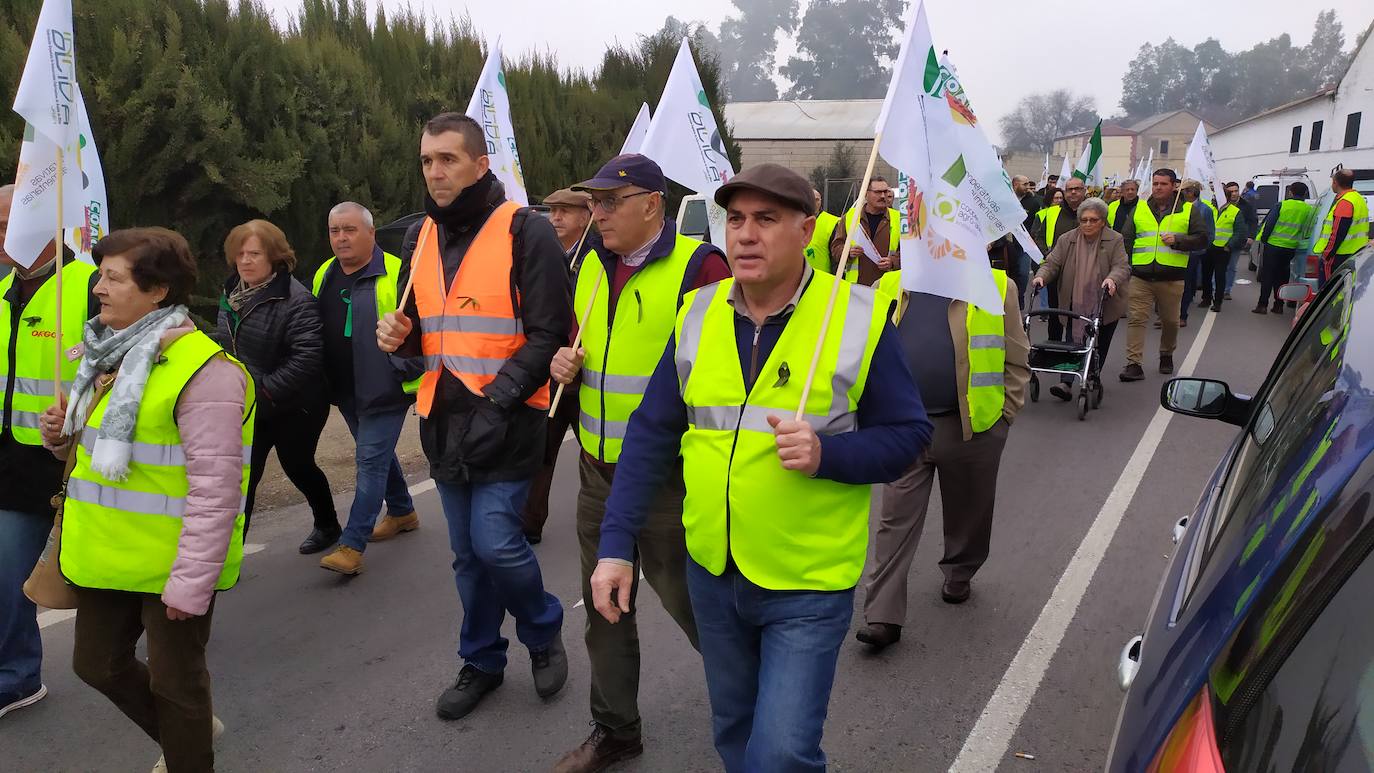 Miles de trabajadores del sector del olivar se han manifestado en toda la provincia de Jaén