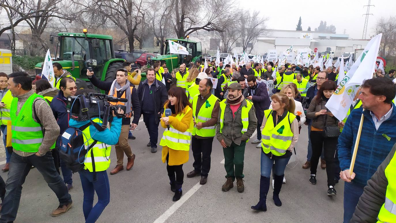 Miles de trabajadores del sector del olivar se han manifestado en toda la provincia de Jaén